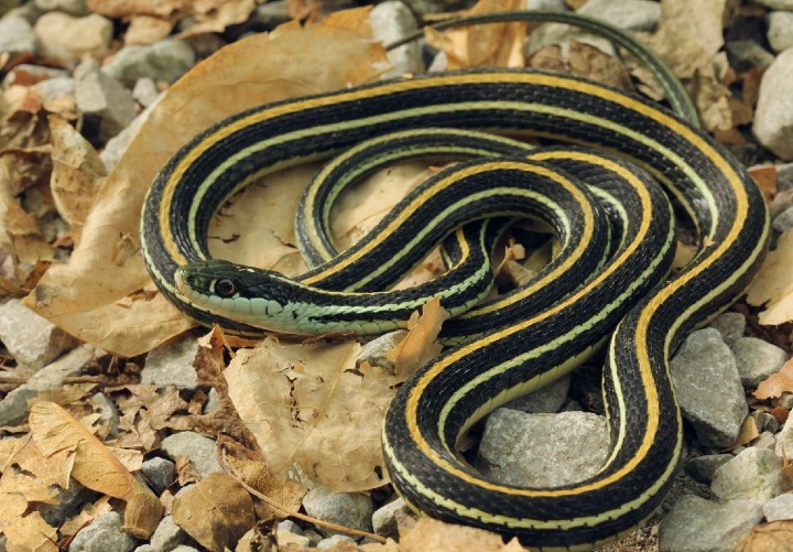 Western Ribbon Snake